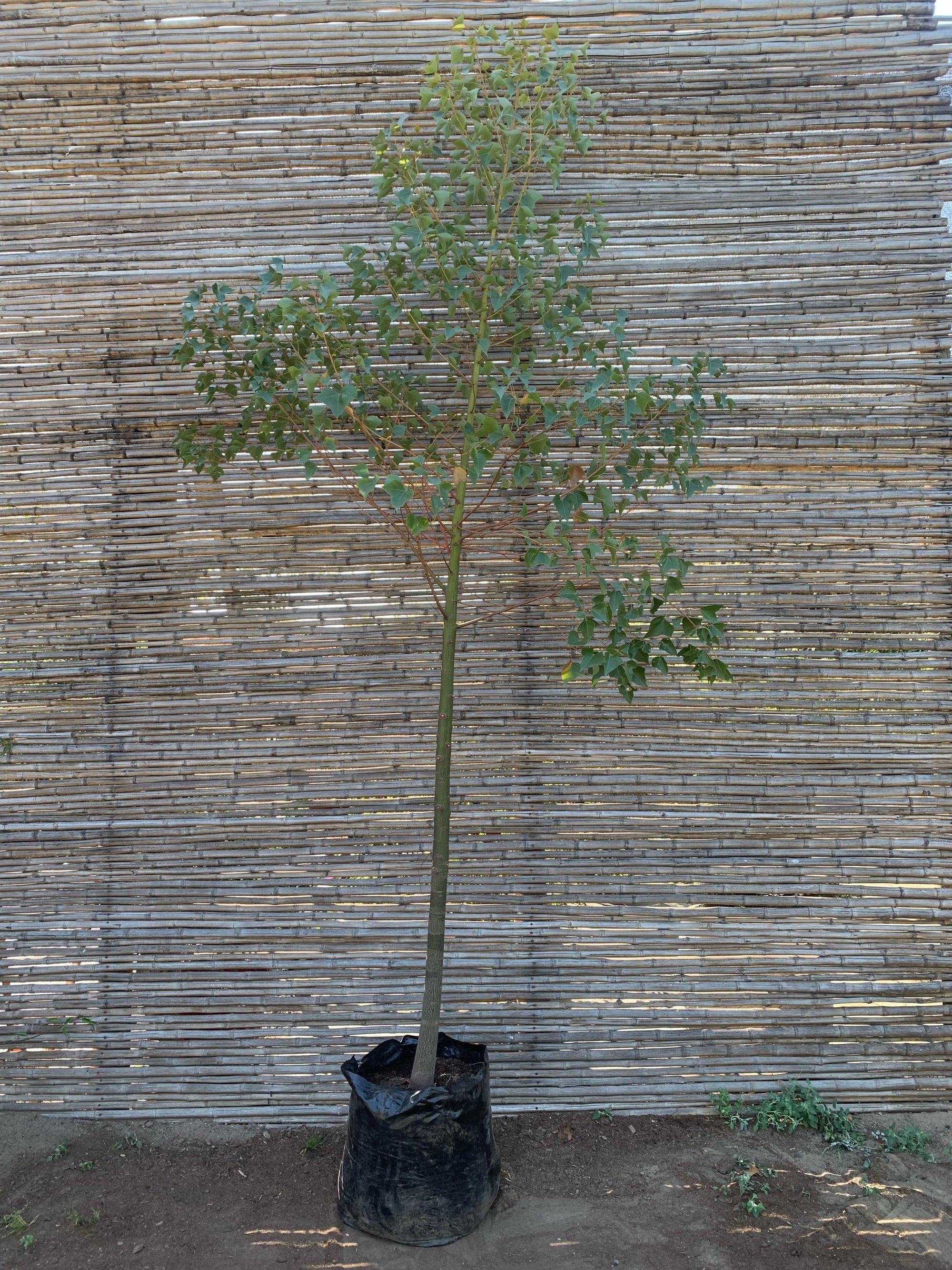 Brachichito - Brachychiton (2.2-2.5)