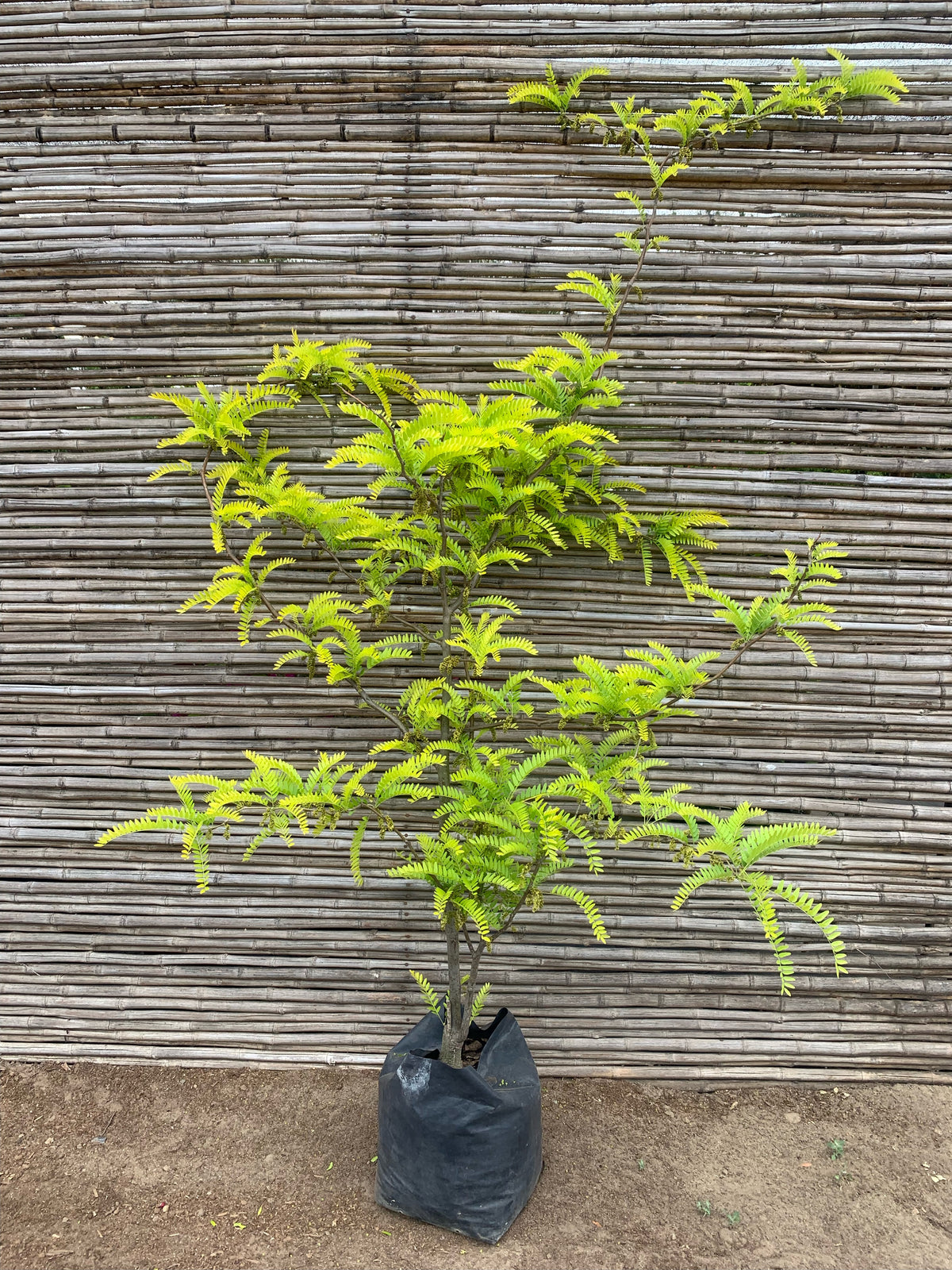 Gleditsia tricanthos