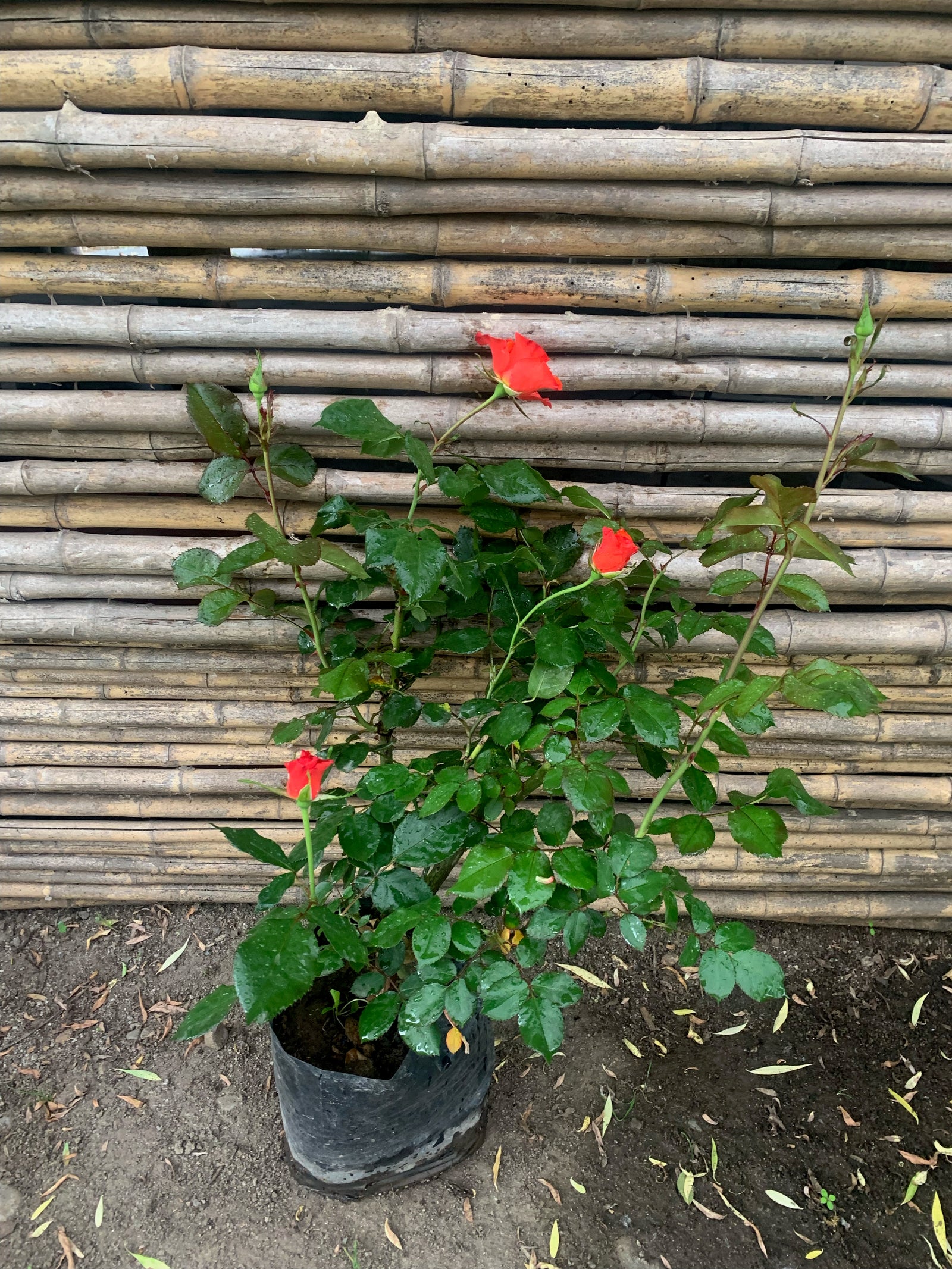 Rosa Disco Dancer (Naranja)
