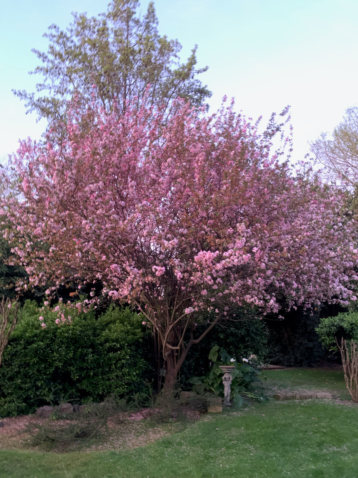 Manzano de Flor ( manzano ornamental ) - Malus floribunda