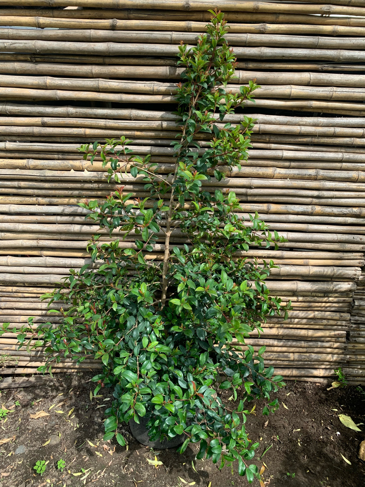 Mirseugenia - Myrceugenia exsucca (2)