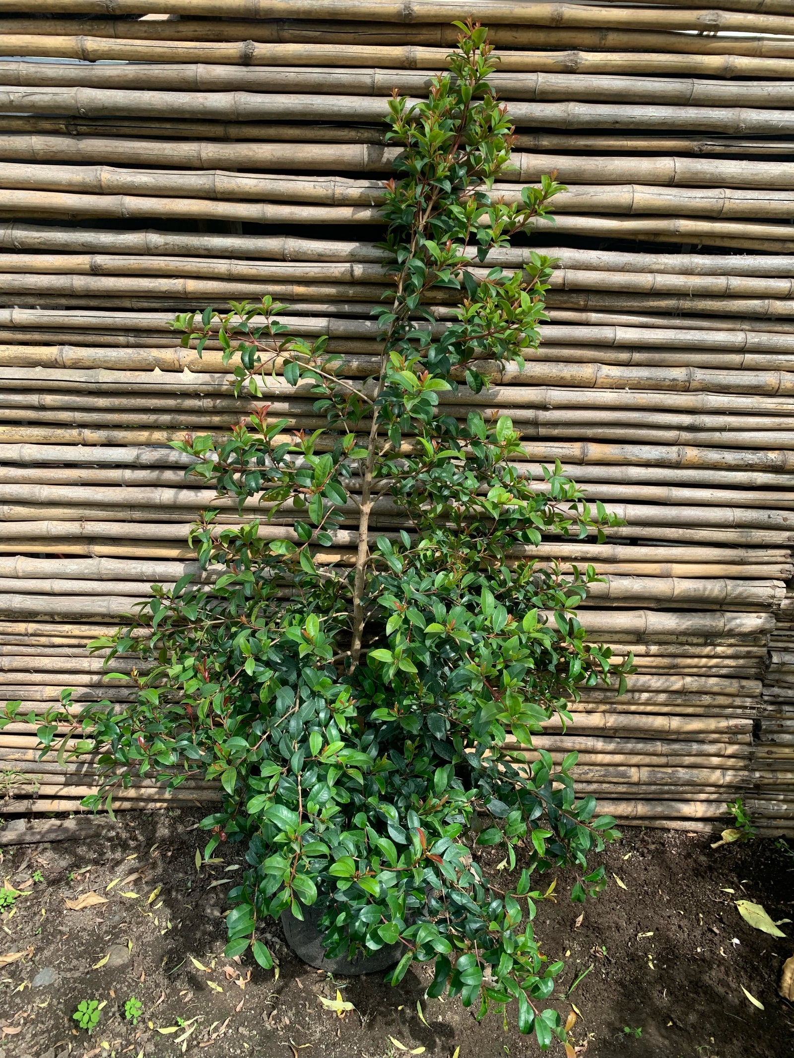 Mirseugenia - Myrceugenia exsucca (2)