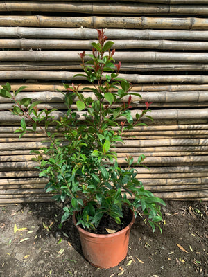 Mirseugenia - Myrceugenia exsucca (2)