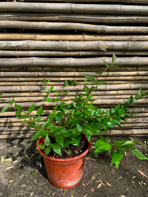 Abelia Arbustiva - Abelia Grandifolia (2)