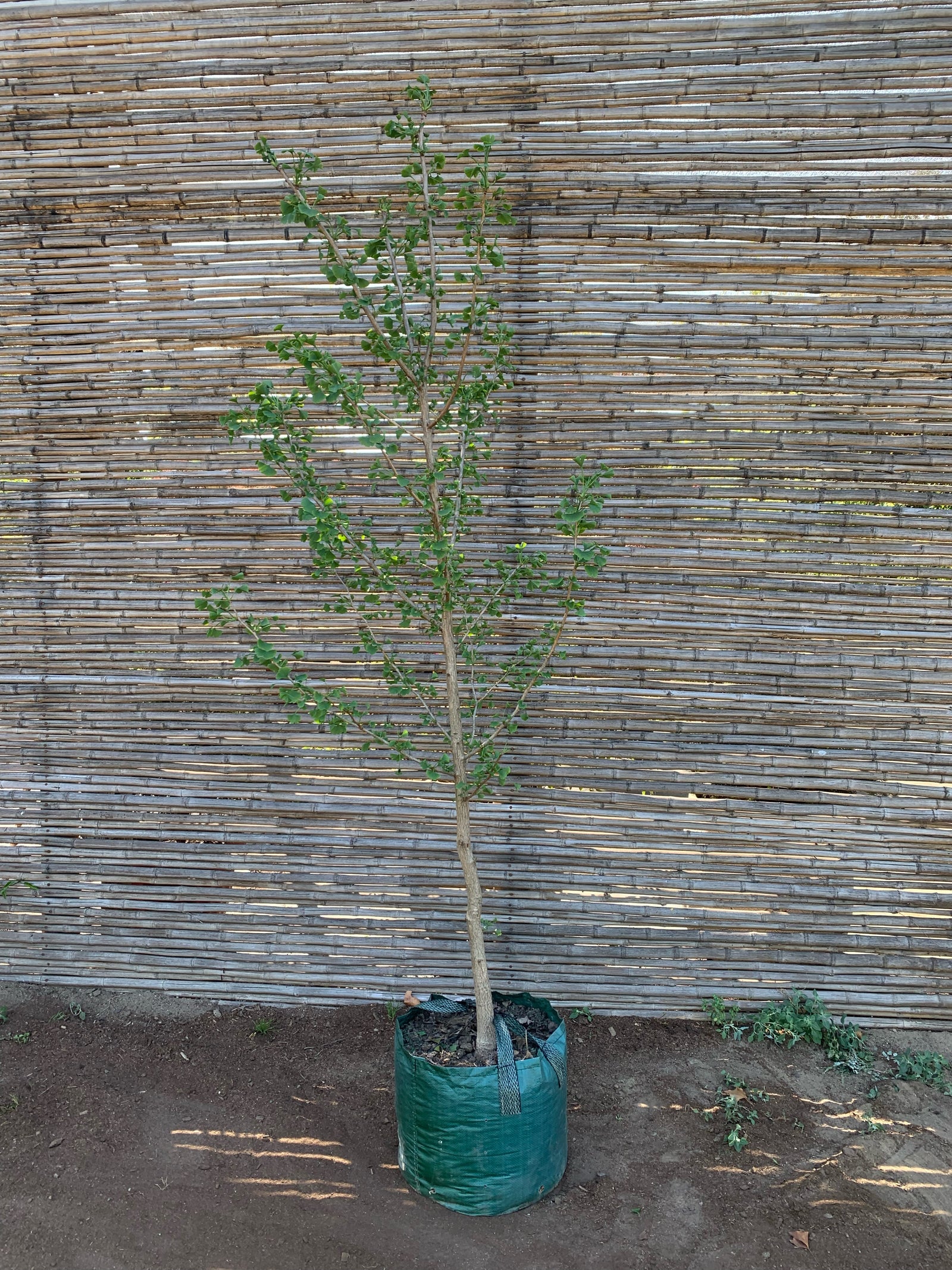 Ginkgo biloba (2.0-2.4m)