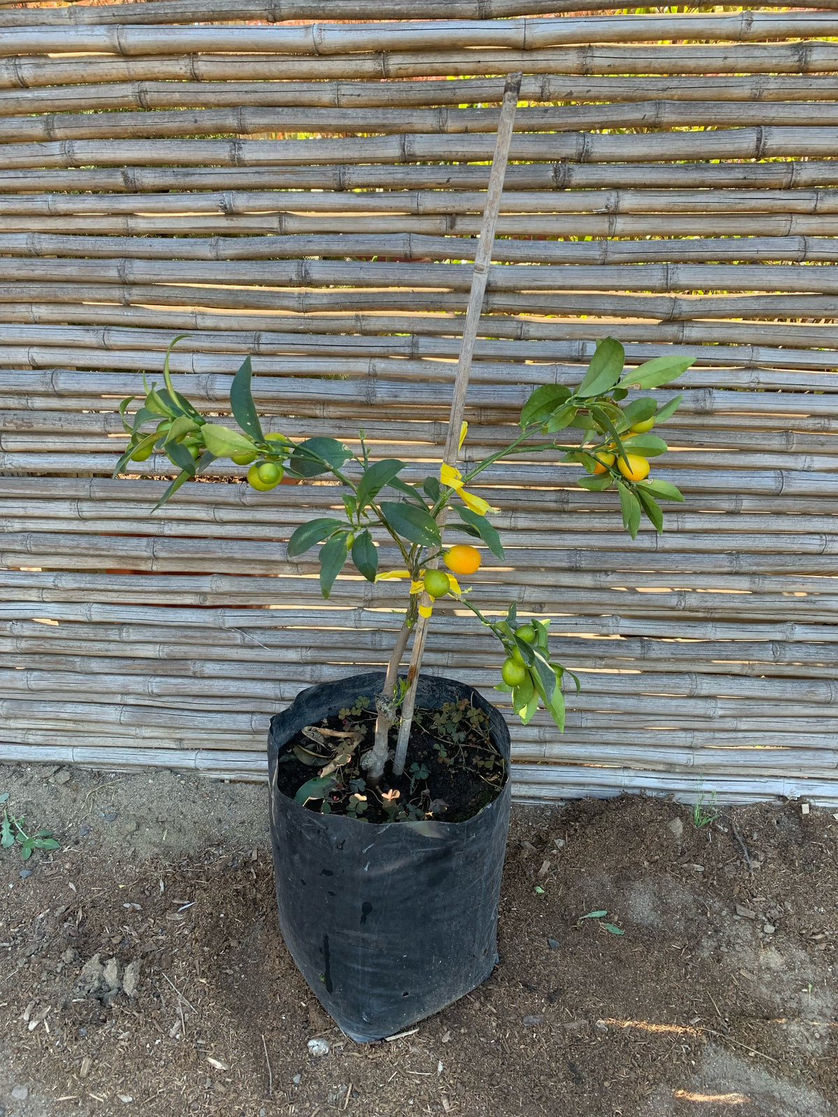 Kumquat (3)- Citrus japónica