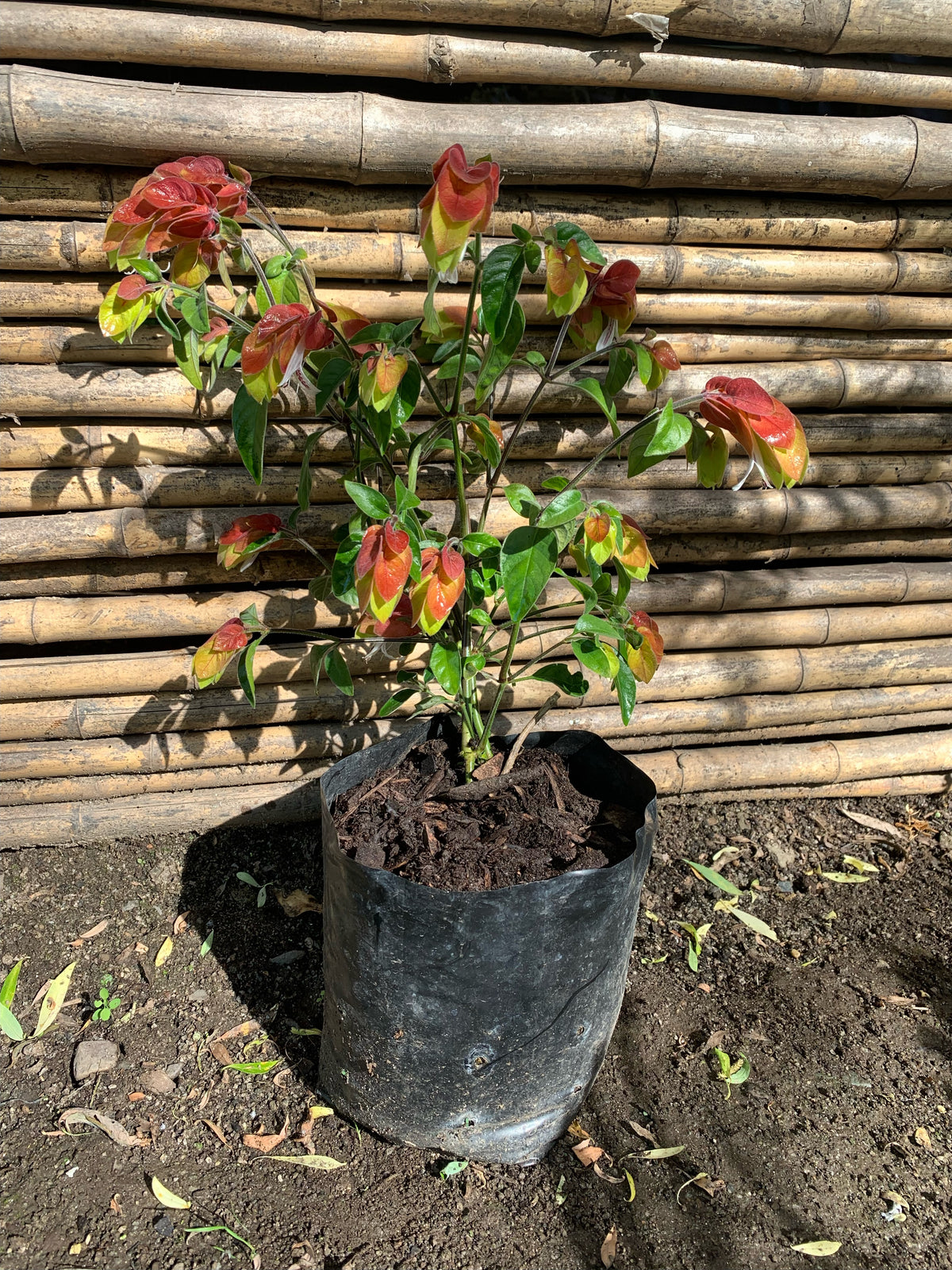 Beloperone - Justicia brandegeeana