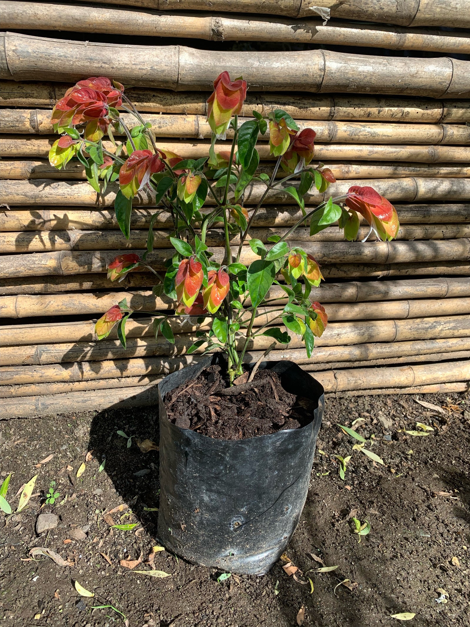 Beloperone - Justicia brandegeeana