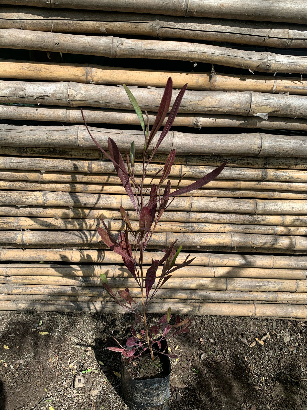 Stenocarpus Rojo - Stenocarpus Atropurpurea (0.4-0.6m)