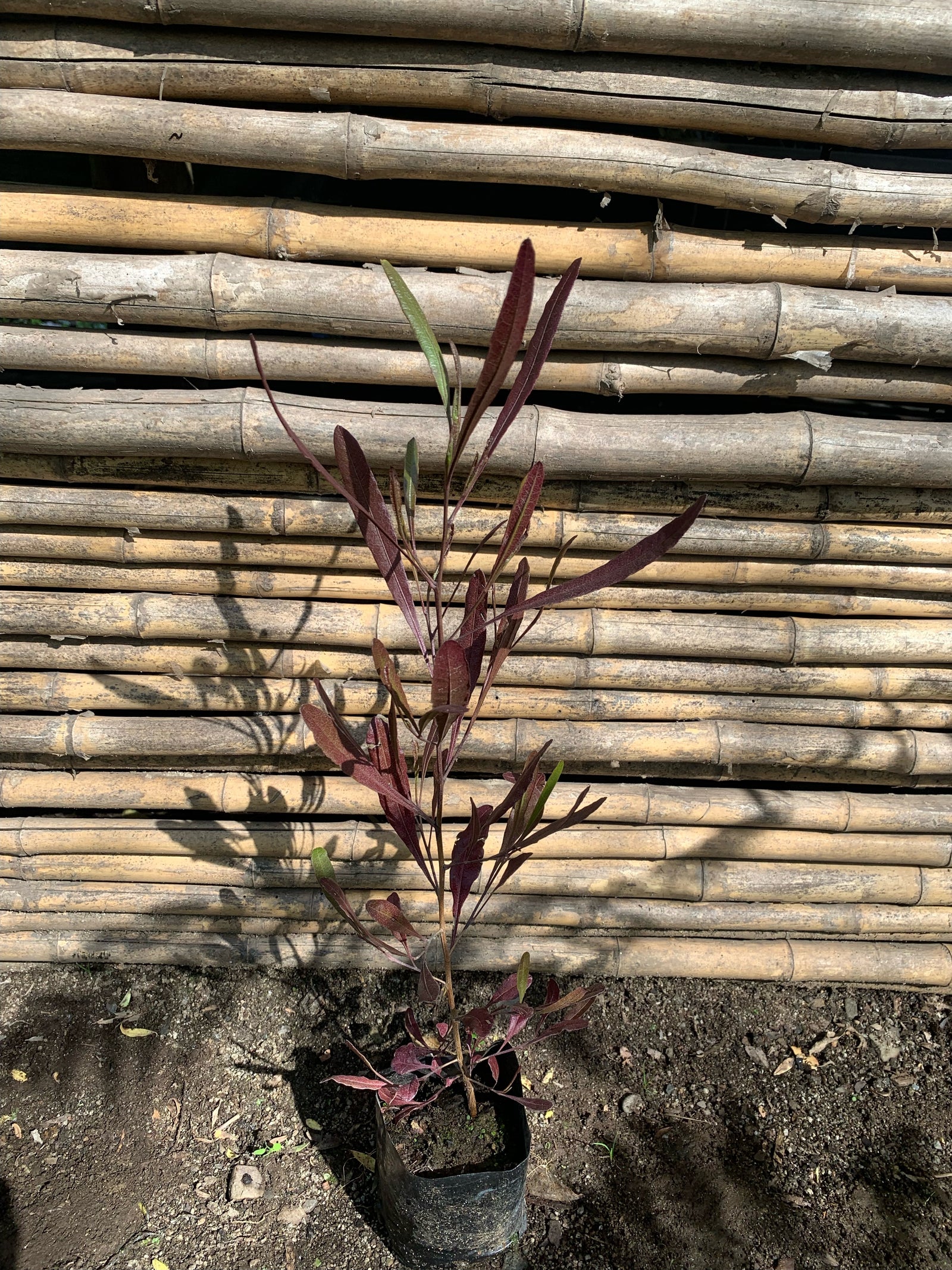 Stenocarpus Rojo - Stenocarpus Atropurpurea (0.4-0.6m)