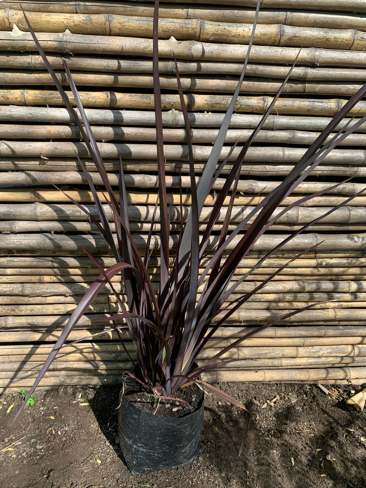 Pita Roja Enana - Phormium tenax  atropurpurea Nana