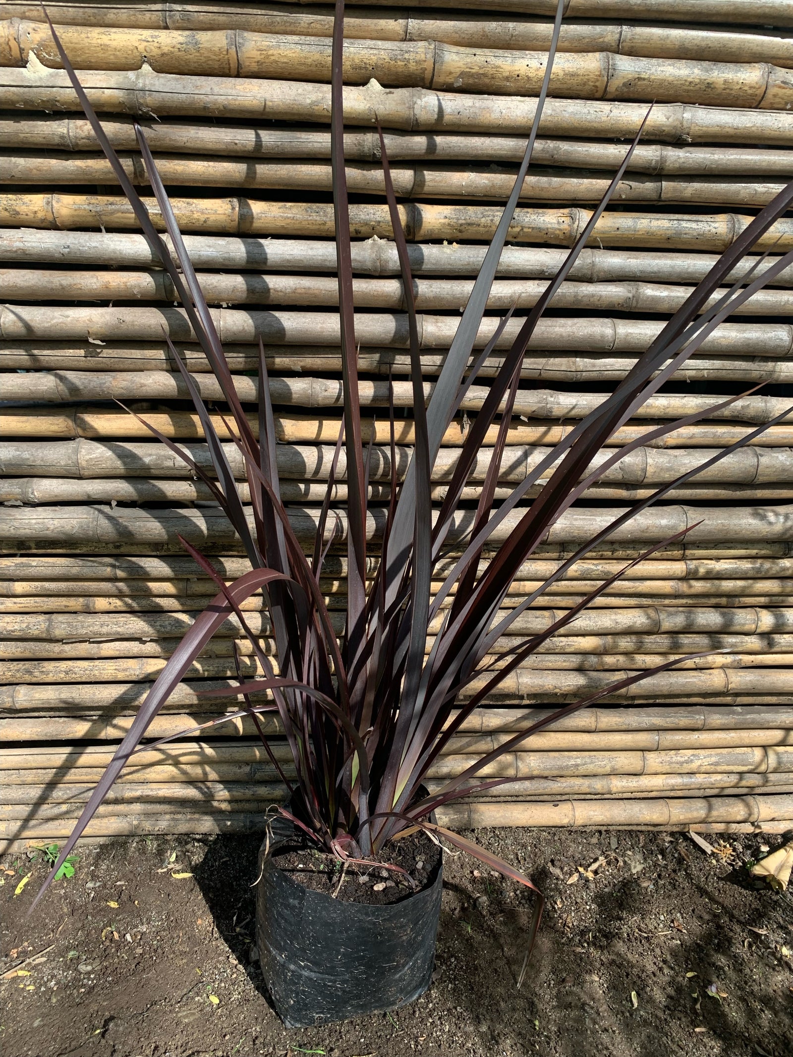 Pita Roja Enana - Phormium tenax  atropurpurea Nana