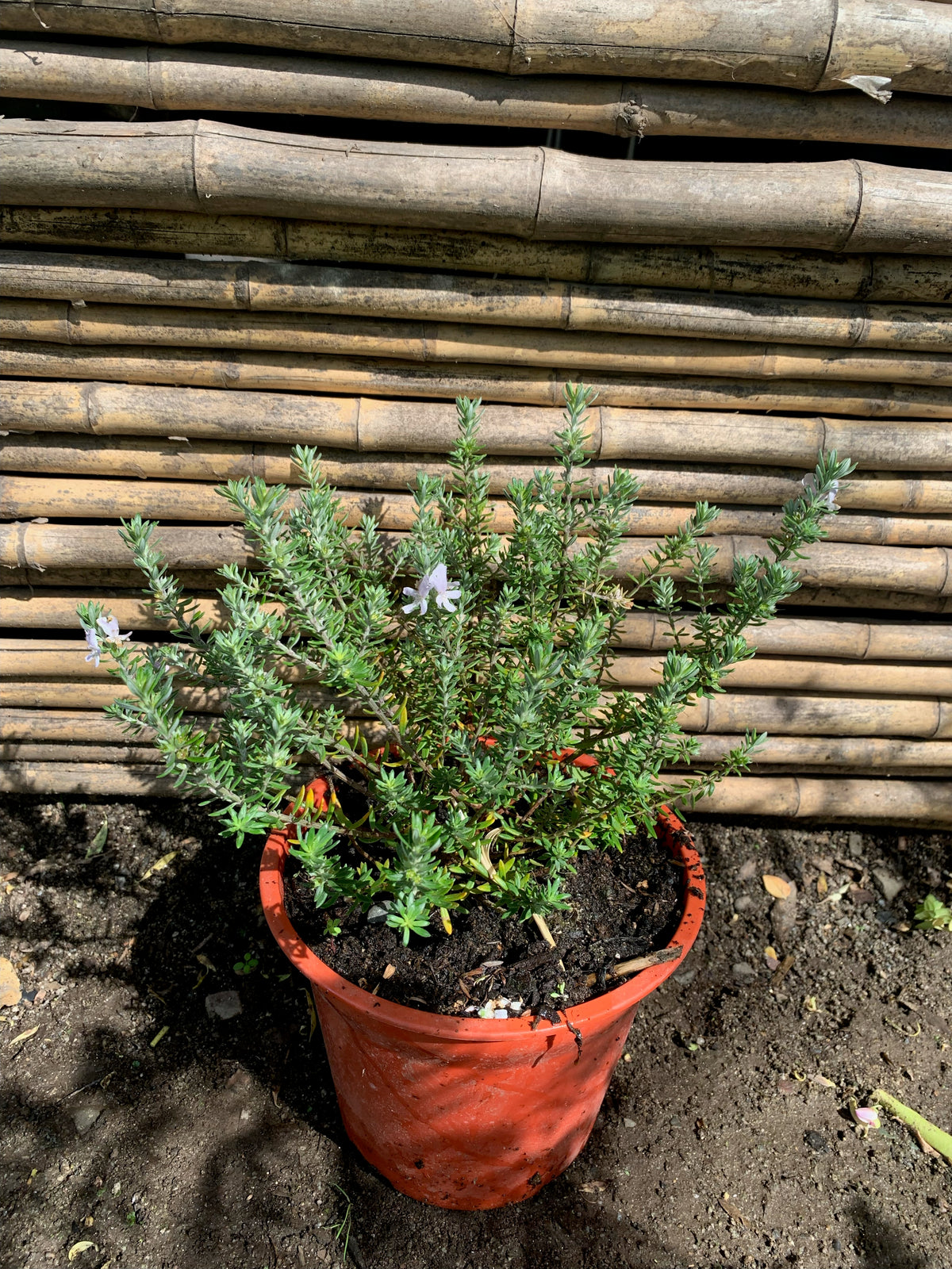 Westringia Blanca (0.15 cm)