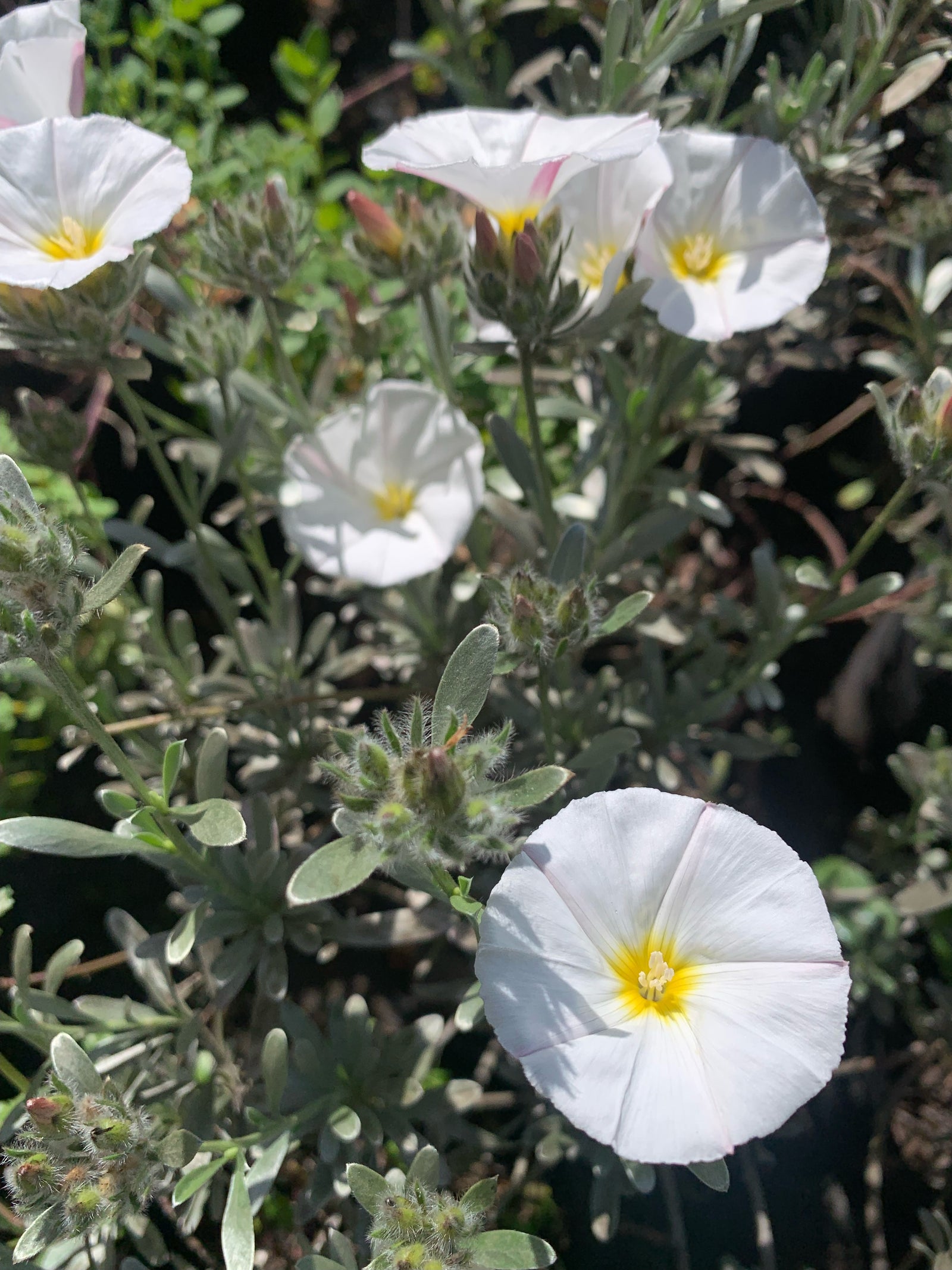 Convolvulus Cneorum
