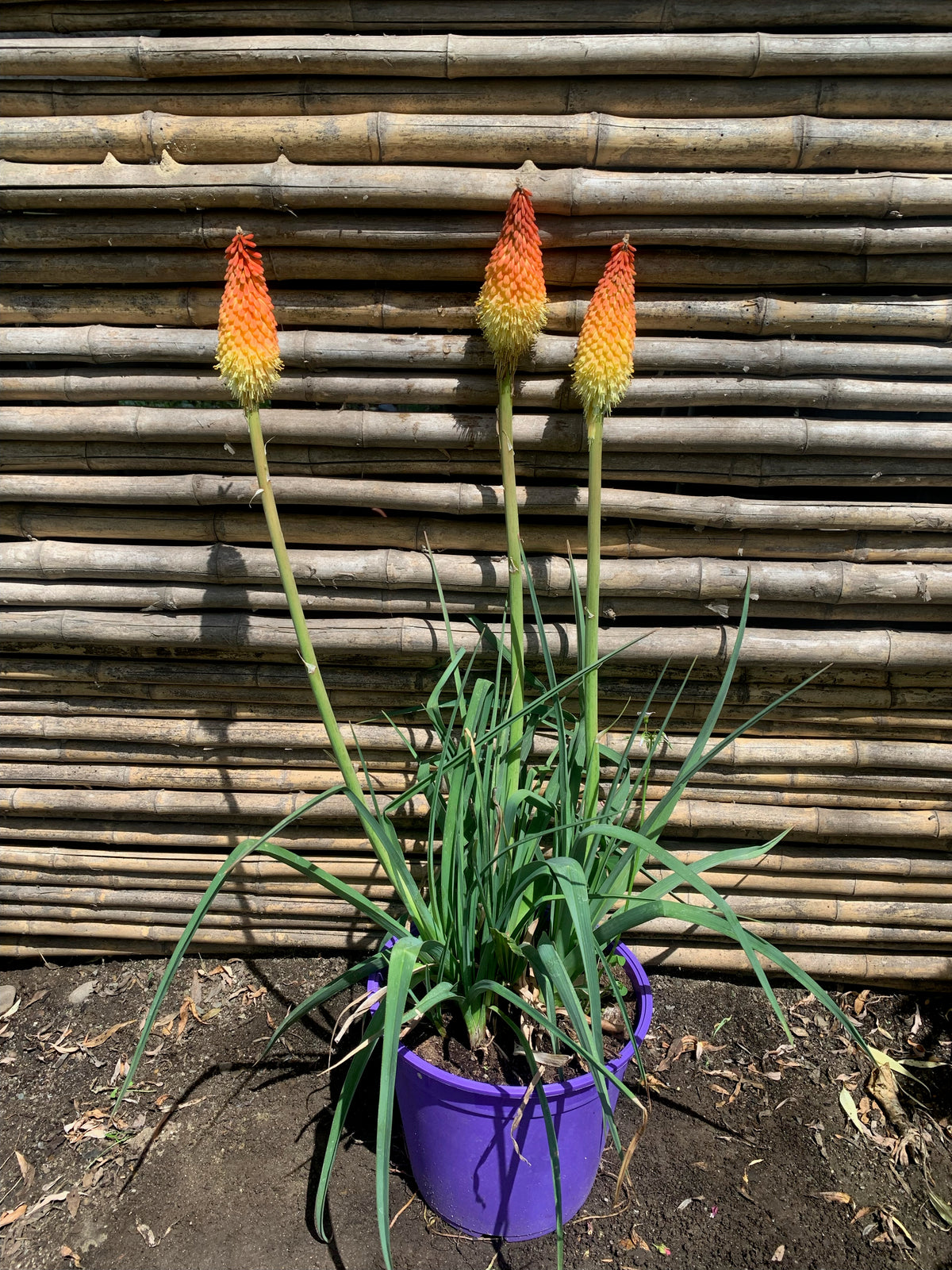 Tritoma - Kniphofia uvaria