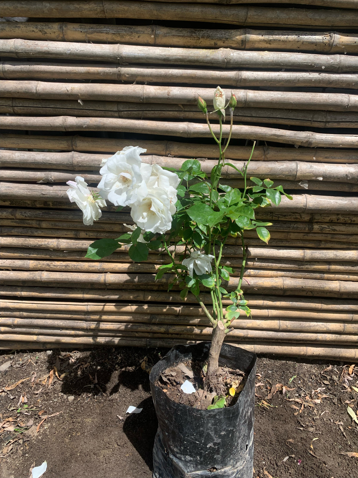 Rosa Iceberg  (blanca)