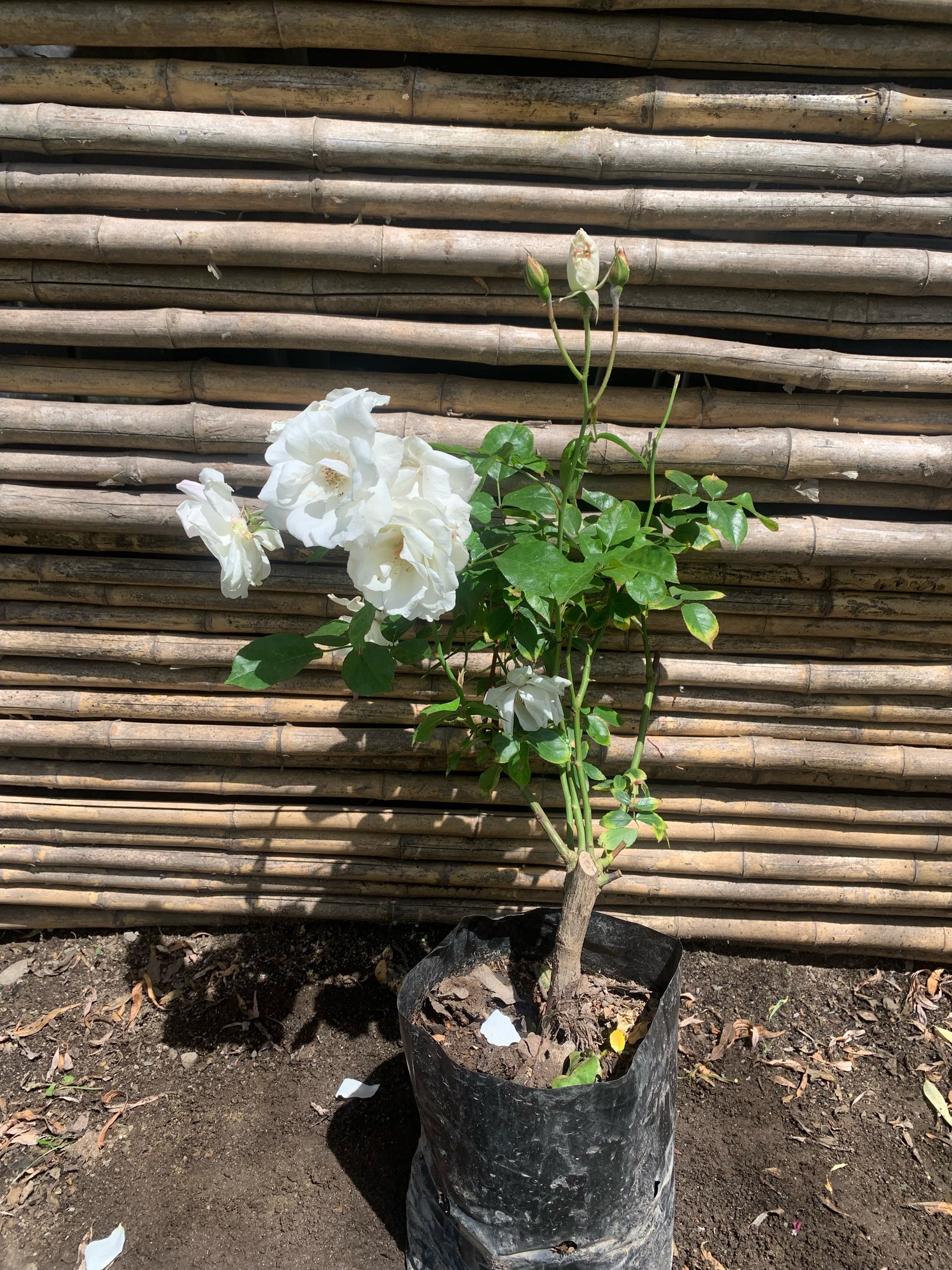 Rosa Iceberg  (blanca)