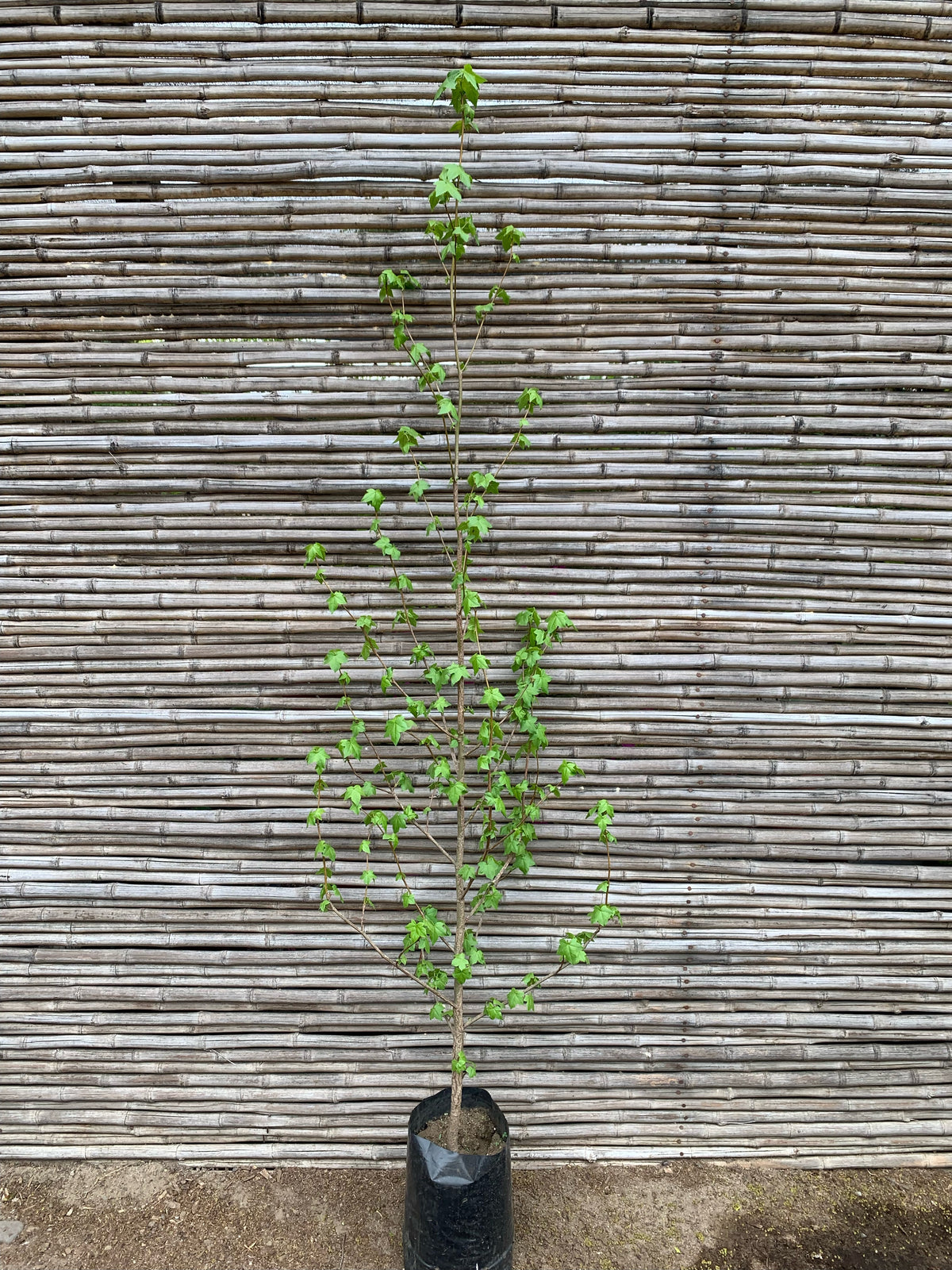 Liquidambar (1.6-1.8m)