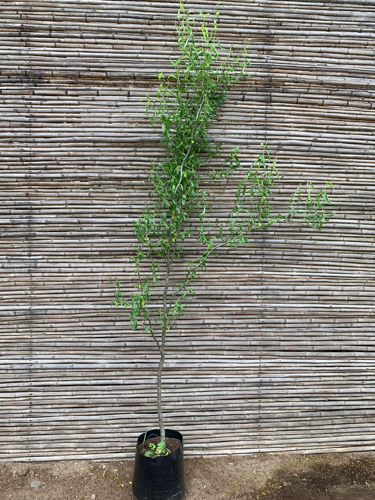 Sauce Crespo - Salix babylonica var. tortuosa