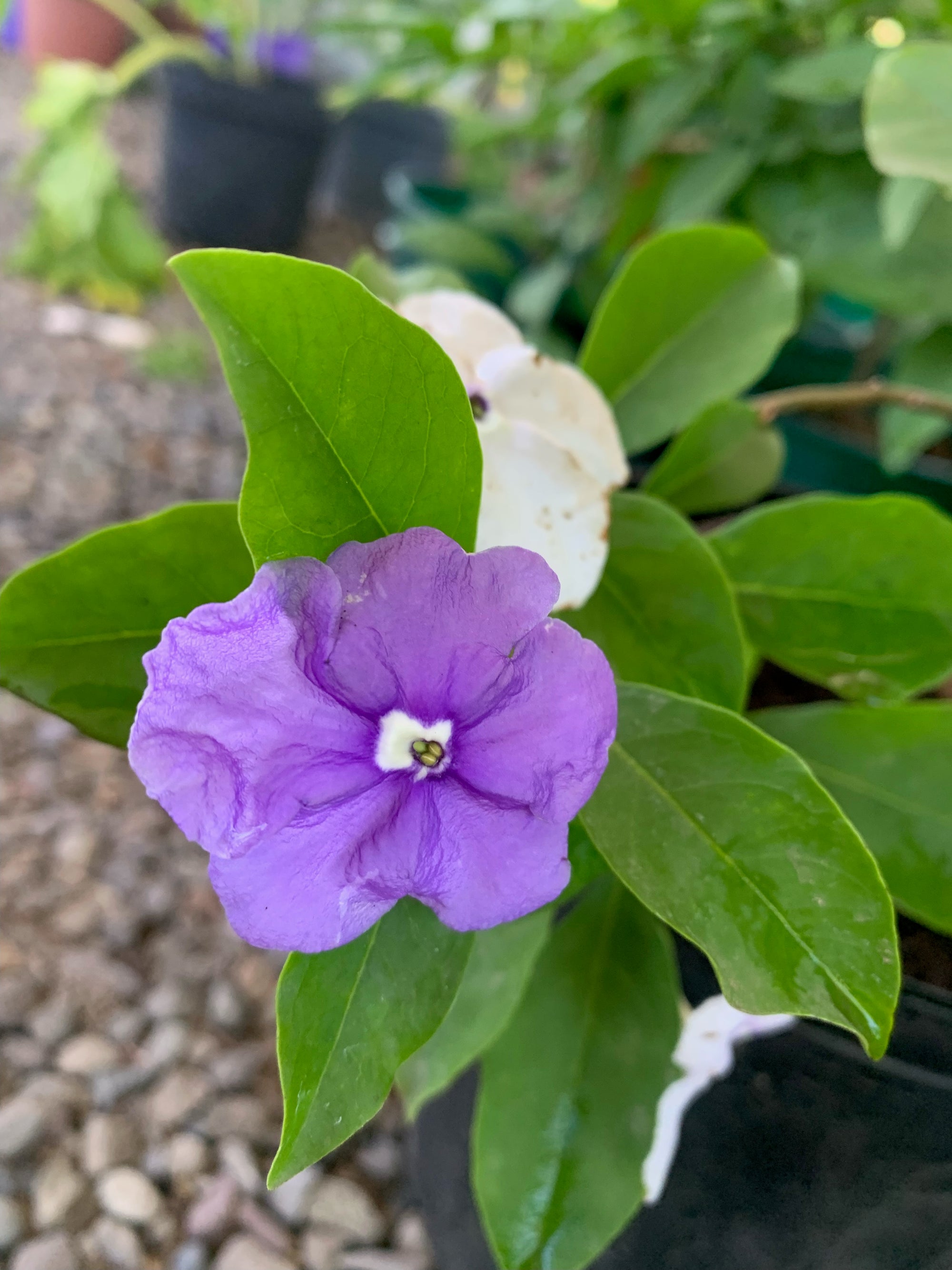 Diamelo - Brunfelsia Australis