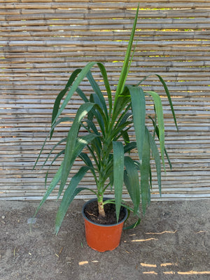 Yucca (0.5-0.7m)