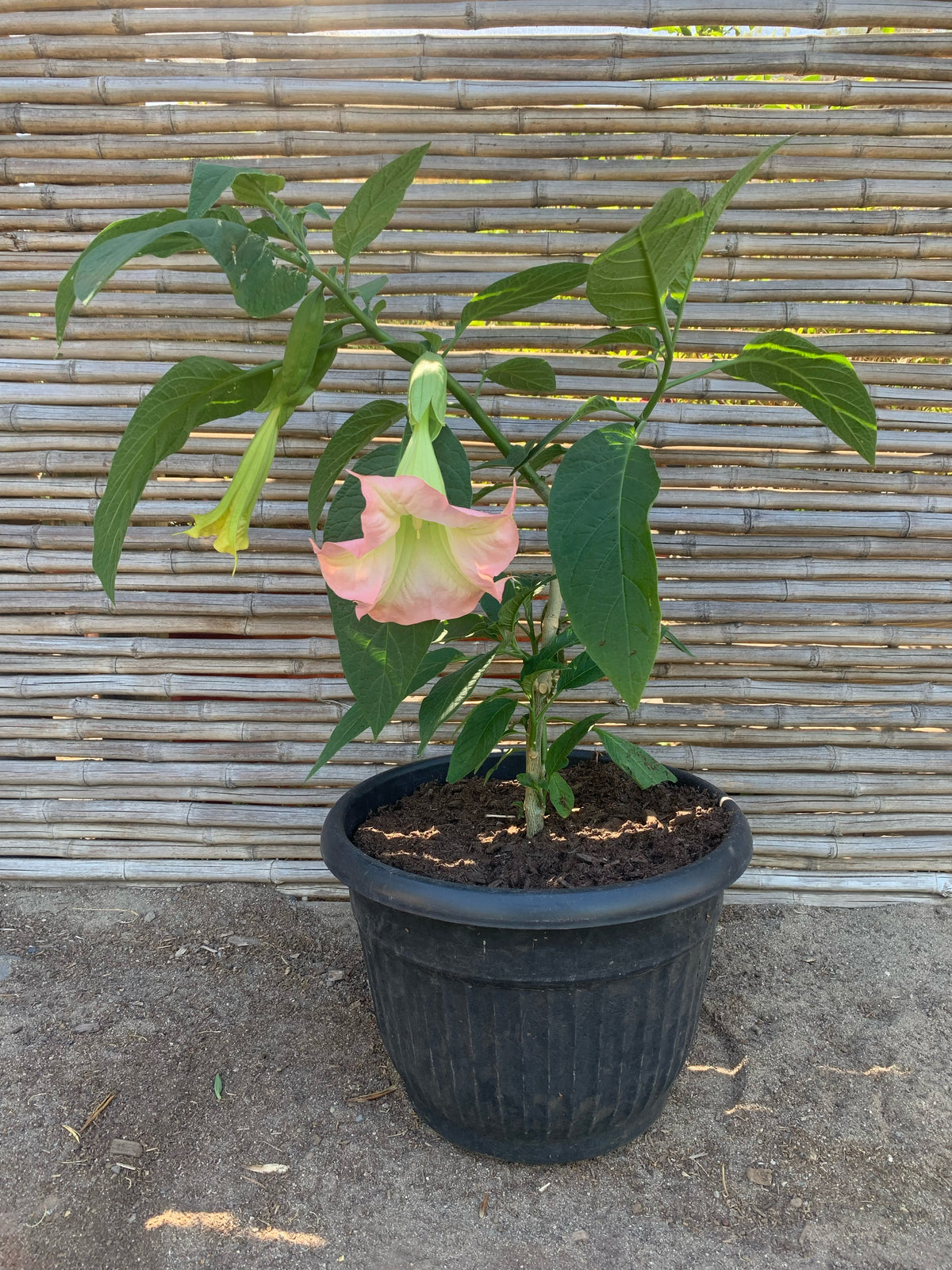 Floripondio - Brugmansia arborea