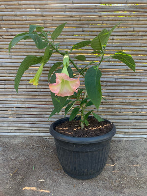 Floripondio - Brugmansia arborea