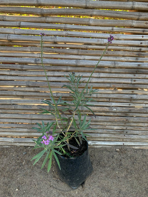 Erysimum Lila