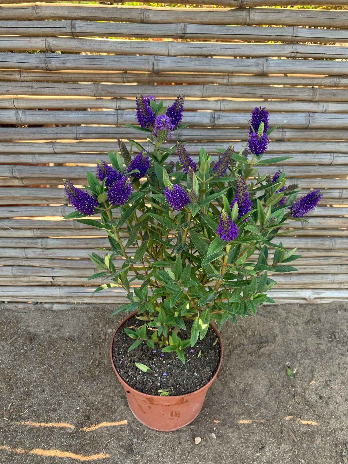 Verónica  - Hebe speciosa