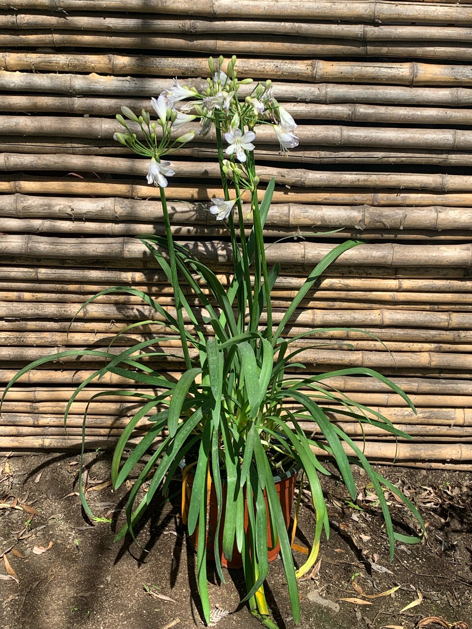 Agapanto Enano (Blanco)