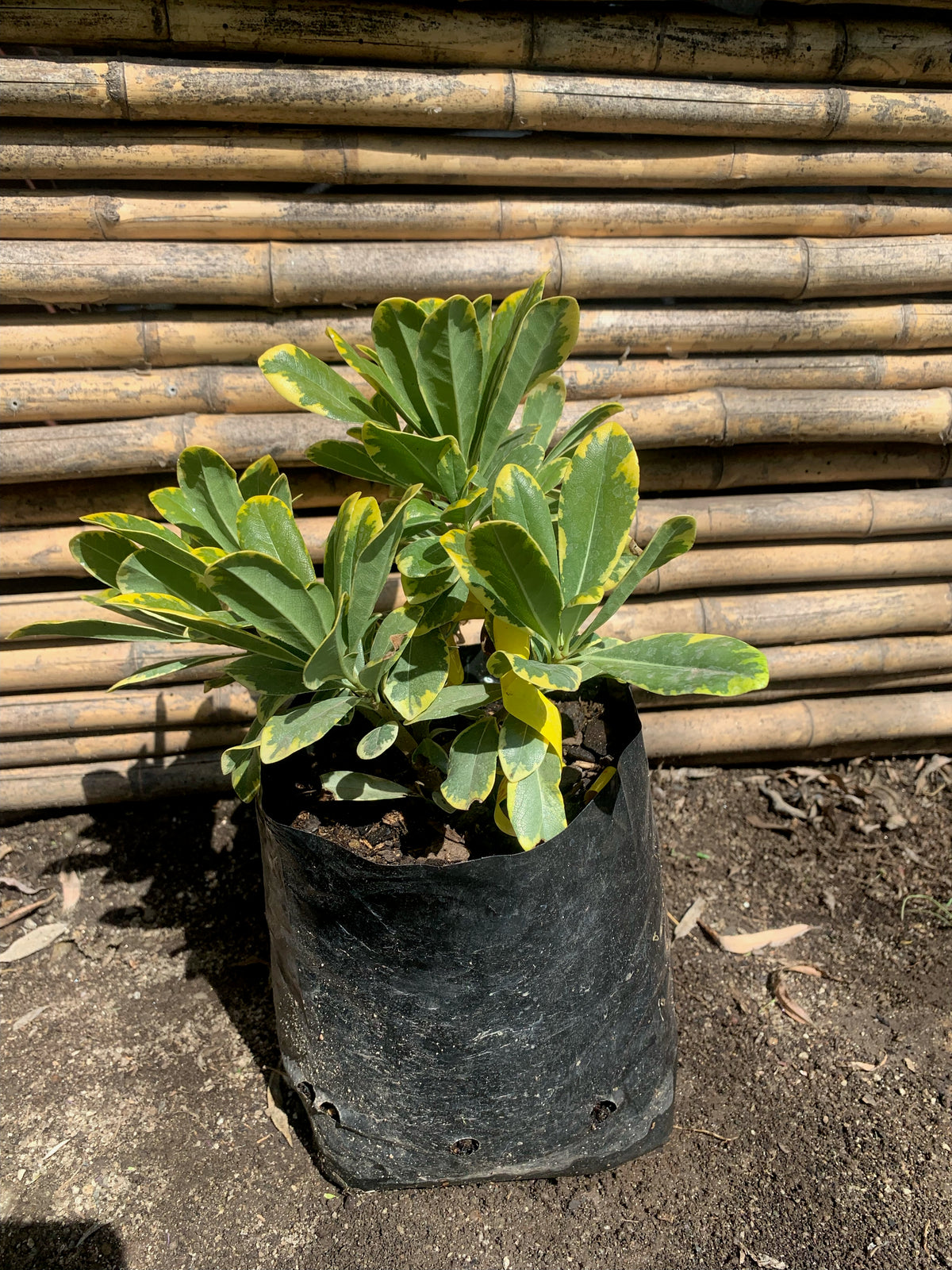 Pitosporo Tobira Enano Variegado - Pittosporum Tobira nana var.