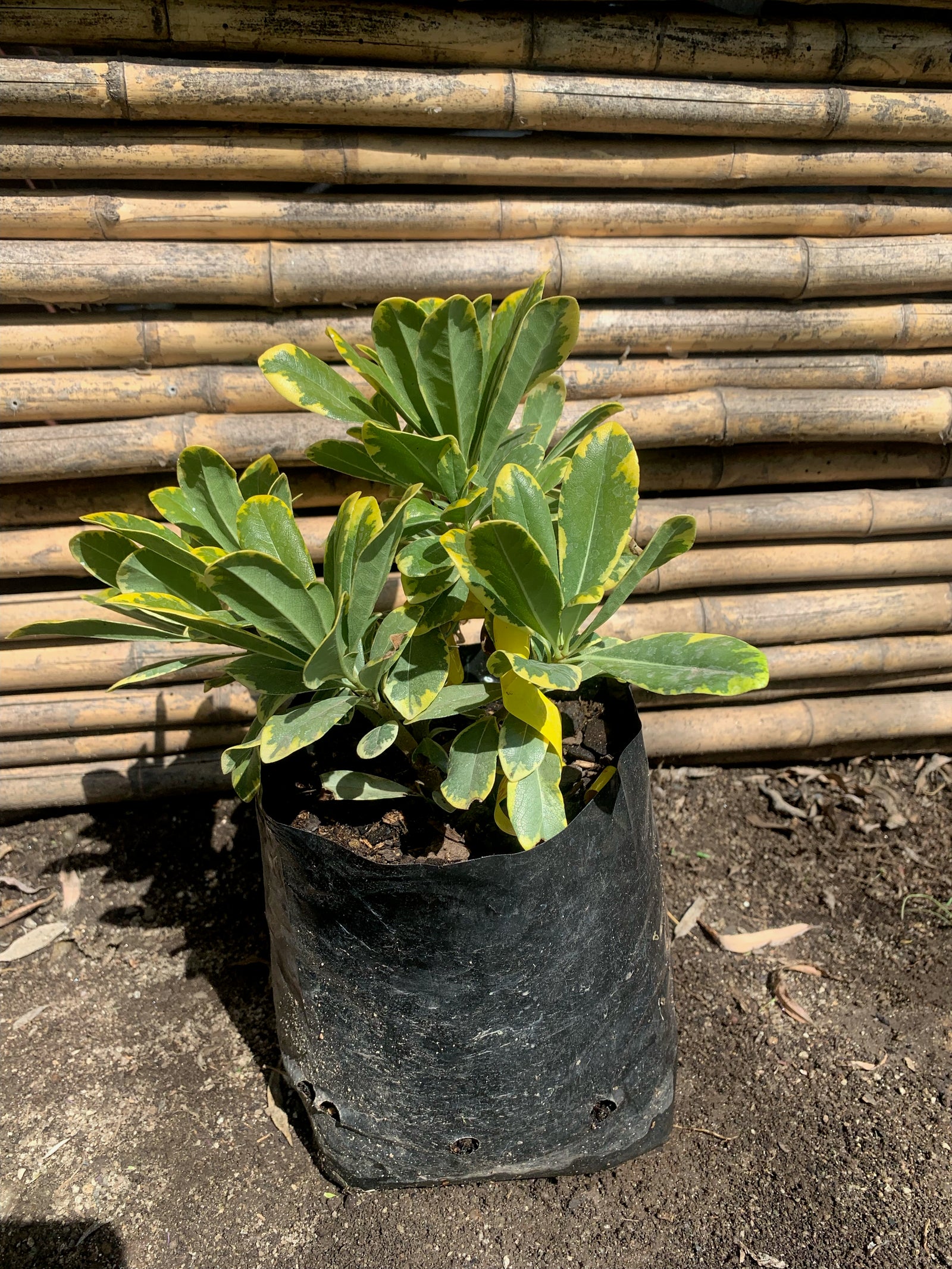 Pitosporo Tobira Enano Variegado - Pittosporum Tobira nana var.