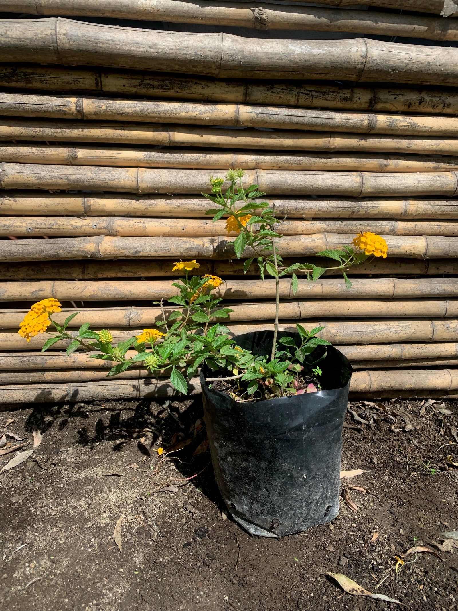Lantana Rastrera (Amarilla)