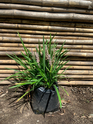 Liriope muscari