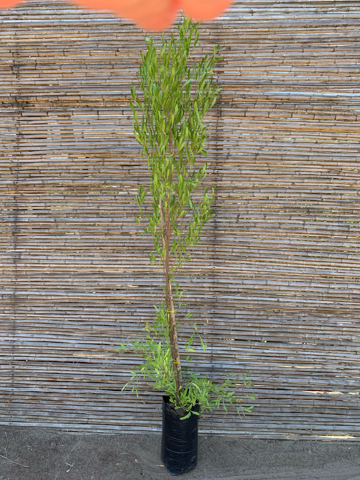 Stenocarpus Verde - Dodonaea Viscosa (3)