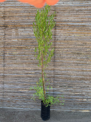 Stenocarpus Verde - Dodonaea Viscosa (3)