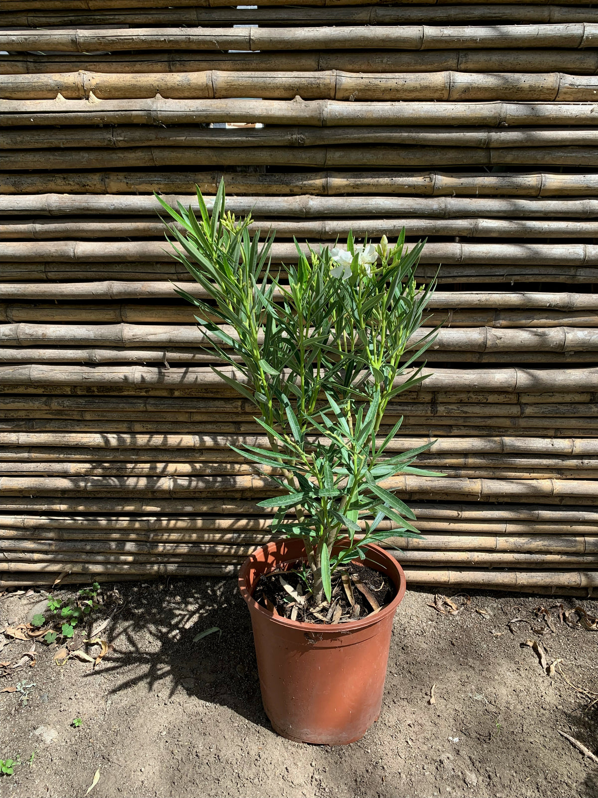 Laurel de Flor Enano (blanca) - Nerium olender  (0.5-0.6m)