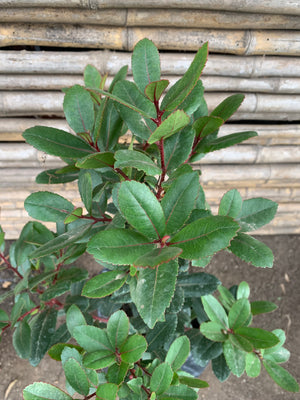 Madroño -  Arbutus unedo (2)