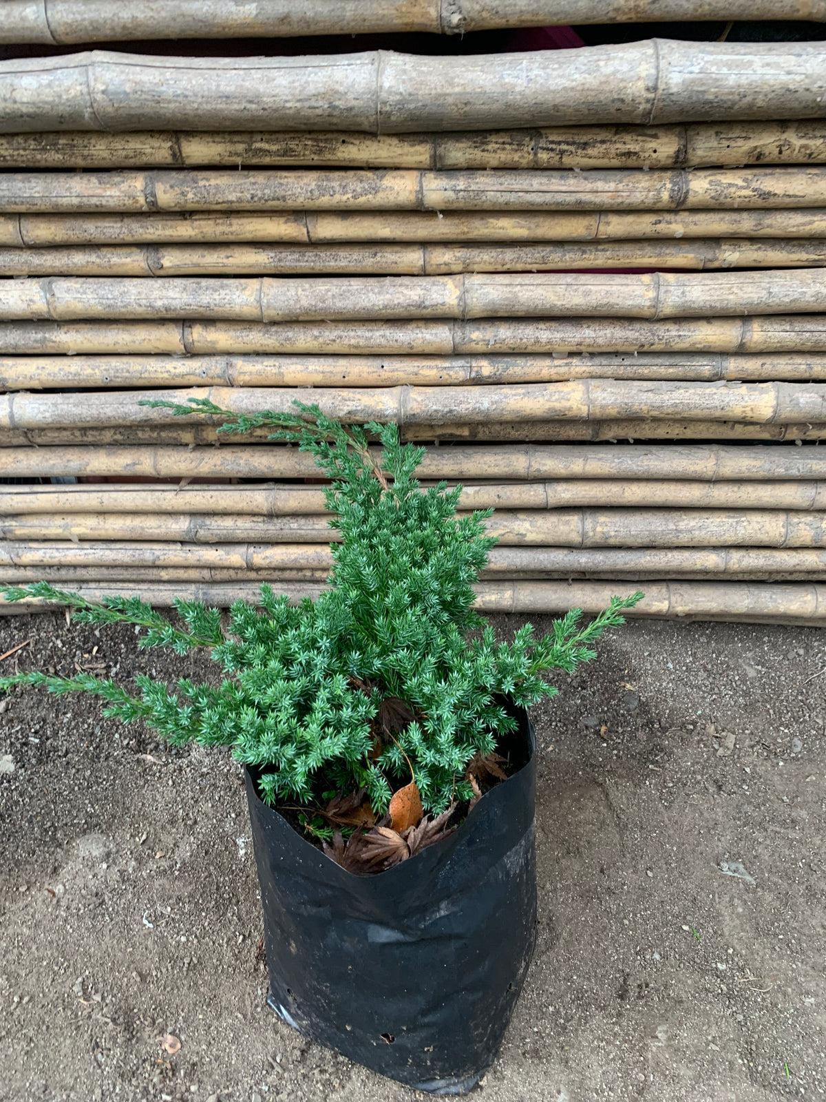 Junípero procumbens enano - Juniperus procumbens nana