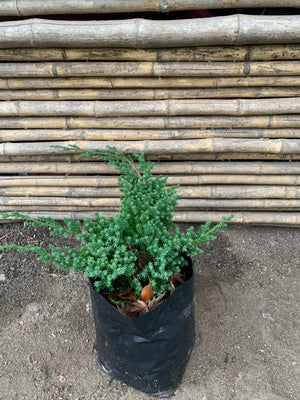 Junípero procumbens enano - Juniperus procumbens nana