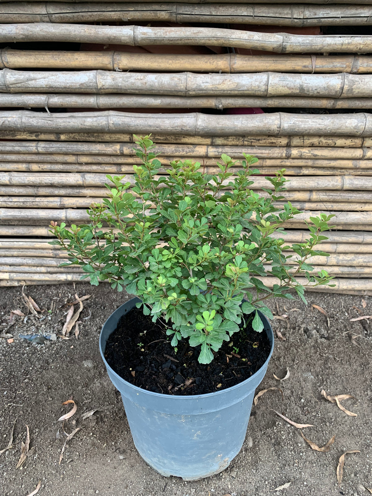 Rhus - Rhus Crenata (0.4-0.6m)