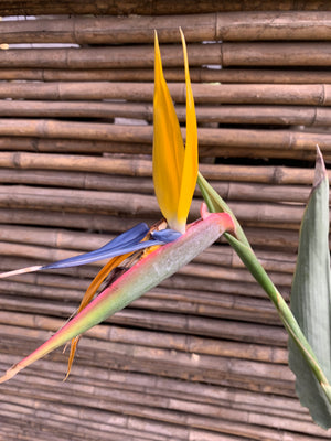 Ave del Paraíso - Strelitzia nicolai