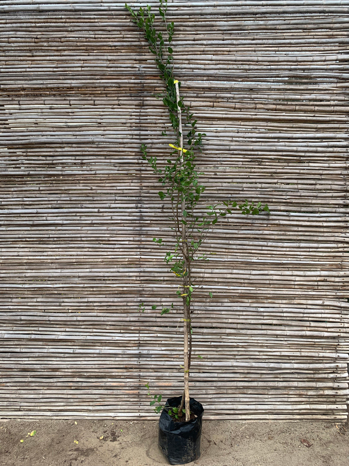Quillay - Quillaja saponaria (2.0-2.5m)