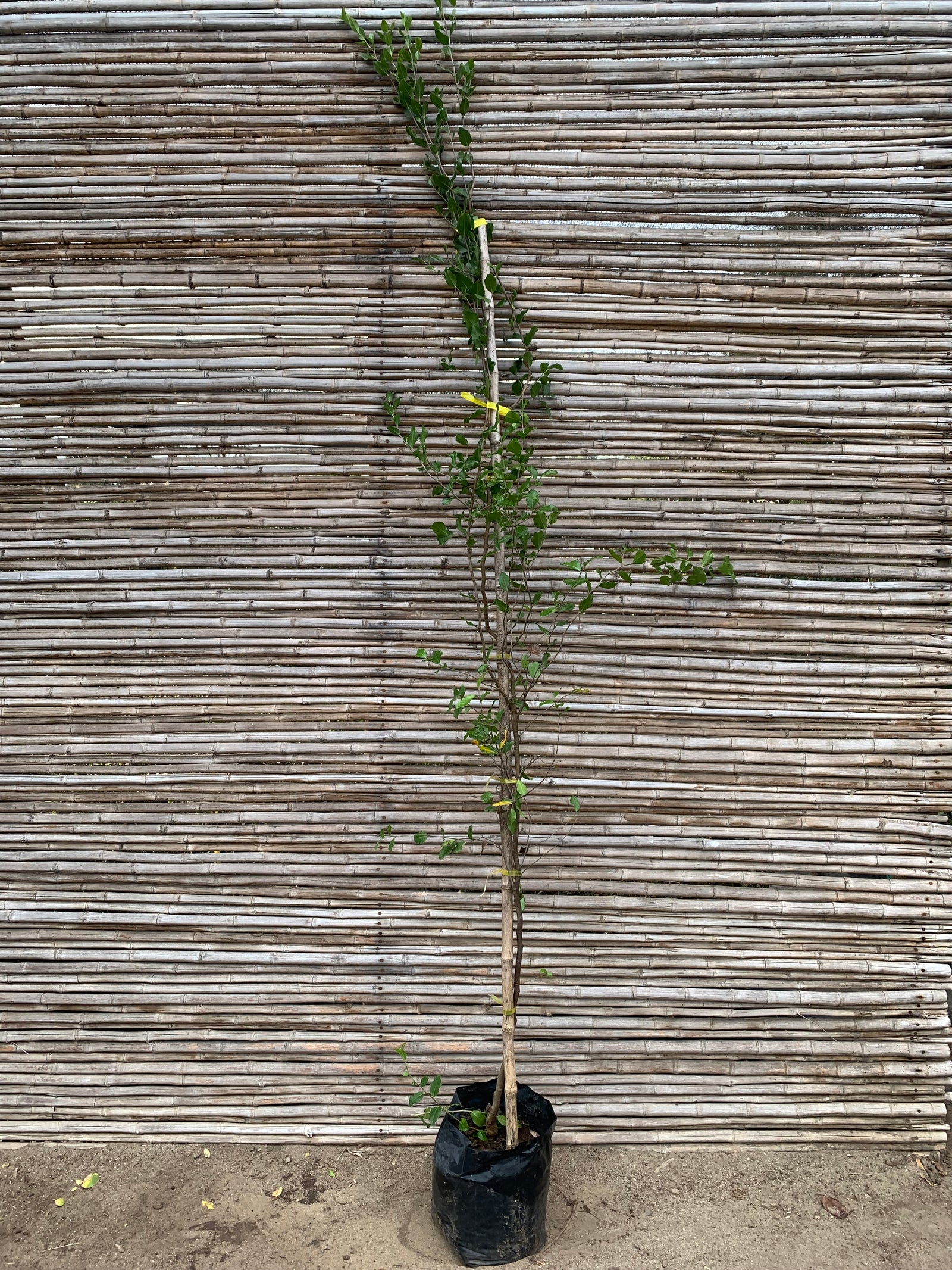 Quillay - Quillaja saponaria (2.0-2.5m)