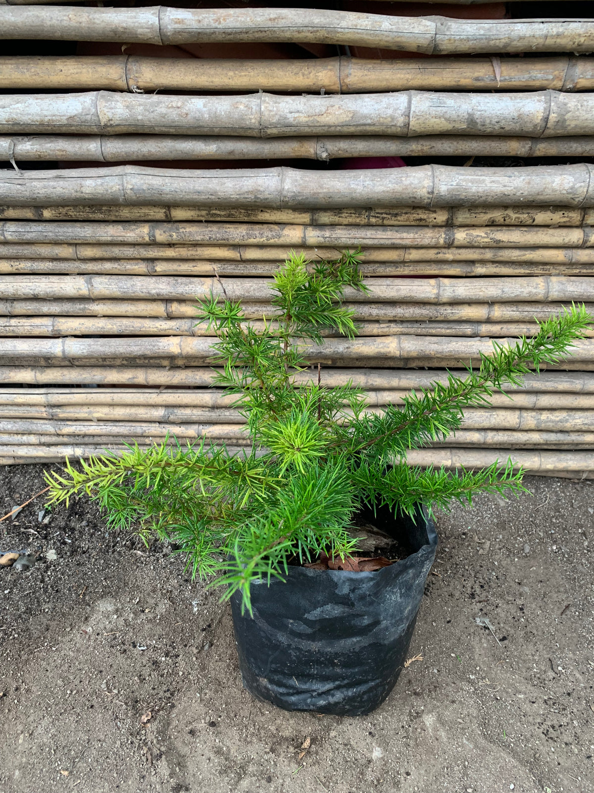 Grevillea Juniperiana