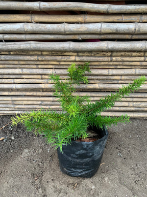 Grevillea Juniperiana