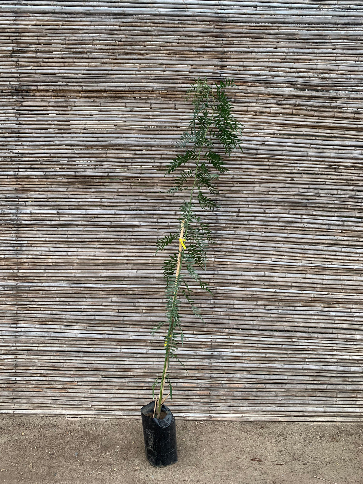 Pimiento - Schinus molle var. areira (2.0m)