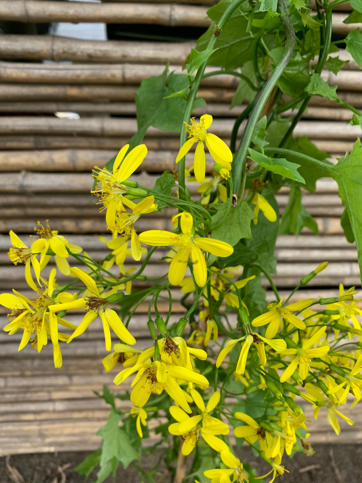 Senecio mikanoides o Senecio oloroso
