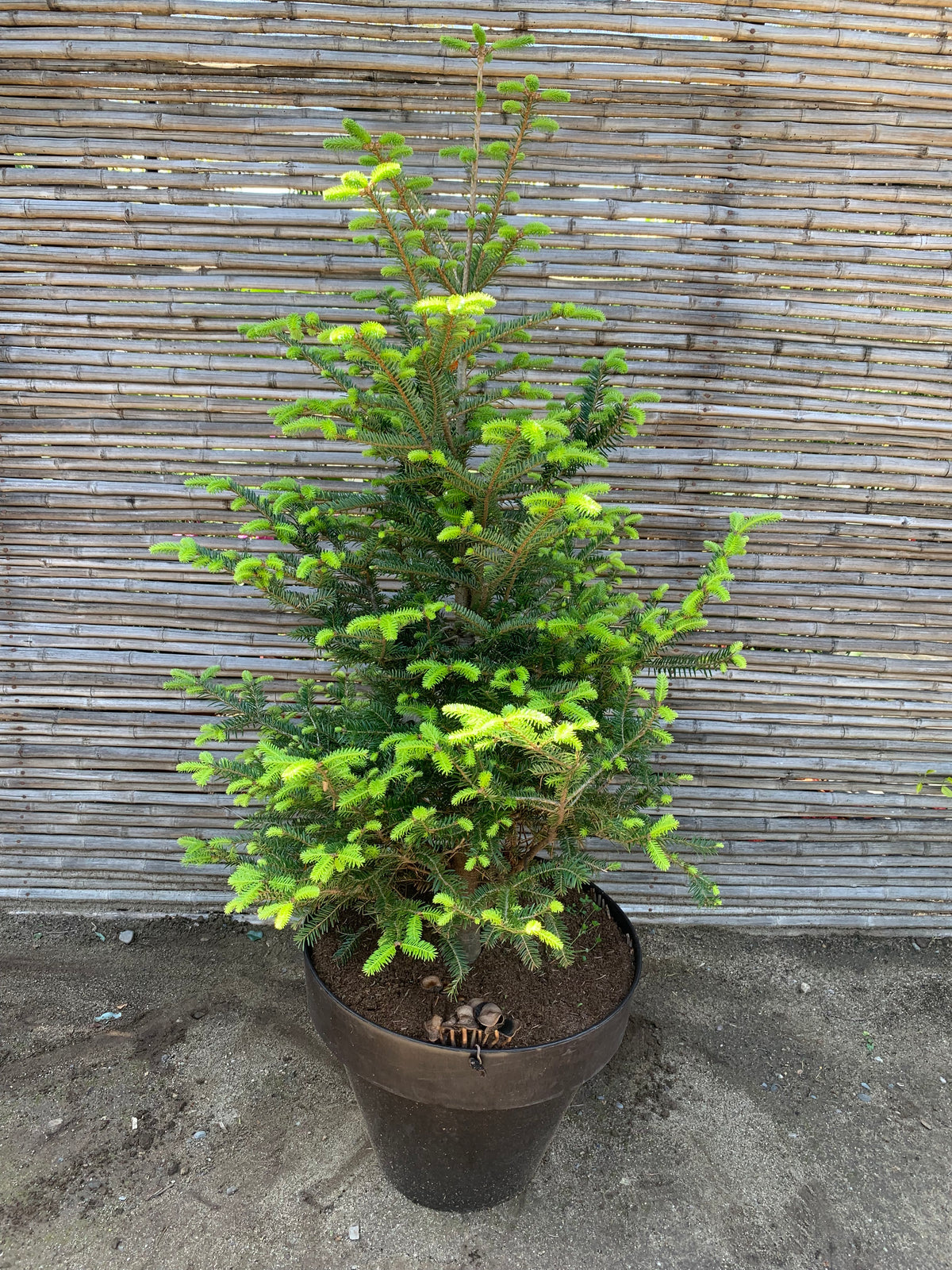Abeto - Abies (1.0-1.2m)