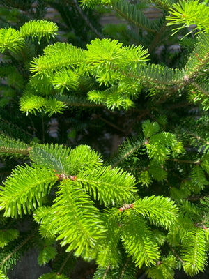 Abeto - Abies (1.3-1.6m)
